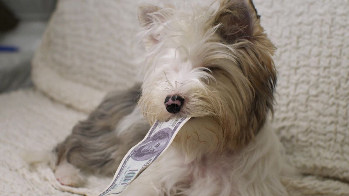 Na bankovkách pro řemeslníka si pochutnal pes. Majitelé pak skládali hodně drahé puzzle